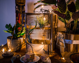 still life of air plants, calathea and a Christmas cactus