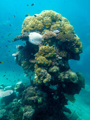 Naklejka na ściany i meble Diving at Great Barrier Reef, Outer Reef, Cairns, Queensland, Australia