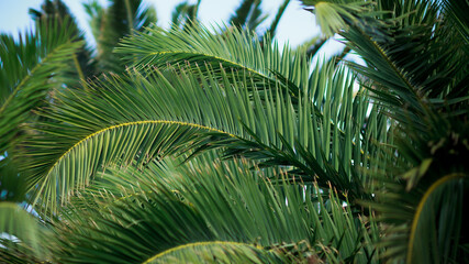 Palm leaves