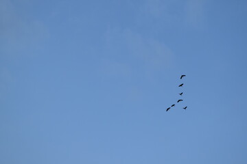 birds in flight