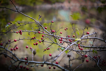 Beeren