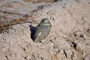 A Burrowing Owl surveys its surroundings