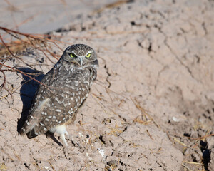 A Burrowing Owl surveys its surroundings
