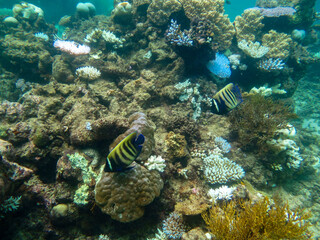 Fototapeta na wymiar Diving at Great Barrier Reef, Outer Reef, Cairns, Queensland, Australia