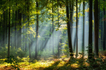 Fototapeta na wymiar Beautiful sunny morning in magic forest