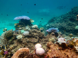 Diving at Great Barrier Reef, Outer Reef, Cairns, Queensland, Australia