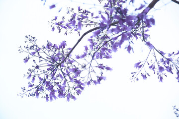 Beautiful purple flowers of the jacaranda mimosifolia tree, in spring