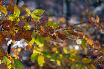 Autumn leaves in forest 