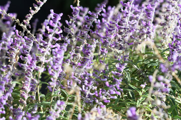 Mexican Sage thrives in a garden