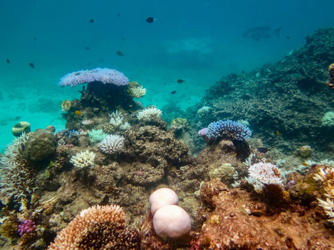 Diving At Great Barrier Reef, Outer Reef, Cairns, Queensland, Australia