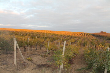 Fototapeta na wymiar grape fields in autumn 