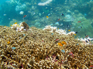 Diving at Great Barrier Reef, Outer Reef, Cairns, Queensland, Australia