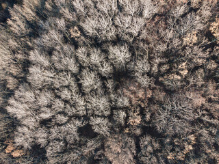 Aerial view of the autumn bare forest with naked branches or without leaves. Top view drone, for background and texture of mystical mood