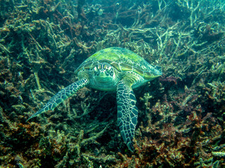 Diving at Great Barrier Reef, Outer Reef, Cairns, Queensland, Australia