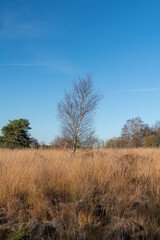 Tree in heath landscape
