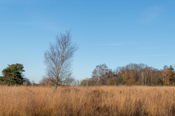 Tree in heath landscape