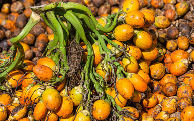 Kadenahalli, Karnataka, India - November 3, 2013: Closeup of  freshly harvested betel nuts, AKA Areca nuts, on the green stem covered by red yellow-orange skin and meat. 