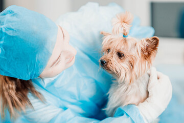 yorkshire terrier dog and young woman veterinarian at the veterinary clinic.
