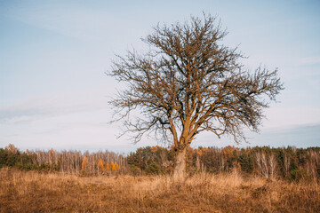 tree without leaves on a hill, blue sky, beautiful autumn