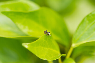 Chinche. Phymata monstrosa