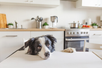 Hungry border collie dog sitting on table in modern kitchen looking with puppy eyes funny face...