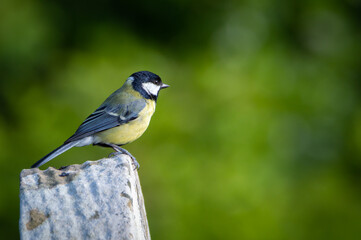 Obraz premium Great Tit on a gravestone