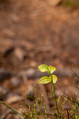 sprout in the ground