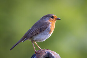 Robin photographed in profile