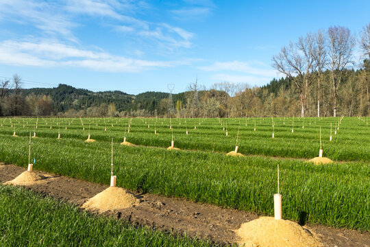 Rows Of Young Trees On An Accurate Field In Early Spring