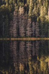 Obraz premium reflection of trees in the water