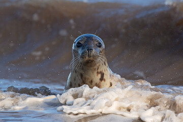 Harbour Seal (Phoca vitulina) among crashing waves © davemhuntphoto