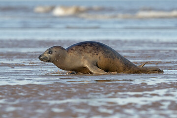 Fototapeta premium Harbour Seal (Phoca vitulina) hauling out from the edge of the ocean