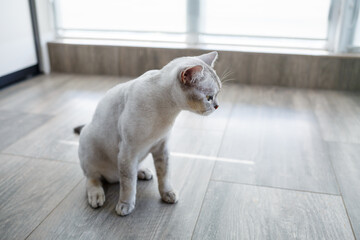 Fototapeta na wymiar British shorthair cat sitting on the wooden floor and looking to the side