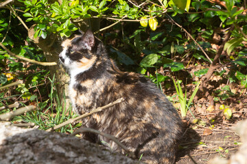 Tortoiseshell cat sitting under an hedge in a garden