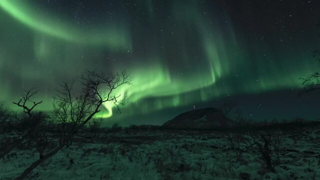 Auroras above a frozen swamp, crooked birch without leaves in the foreground, zoom out and tilt up