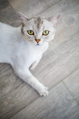 Short-haired British shorthair cat of gray color. Domestic cat lies on the floor