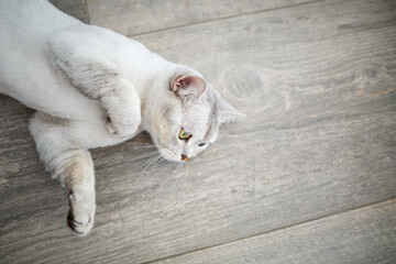 Fototapeta na wymiar Short-haired British shorthair cat of gray color. Domestic cat lies on the floor