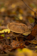 Under a large mushroom, a small mushroom has grown from the forest floor against the background of fallen leaves.