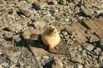 Blonde fur seal in south georgia island
