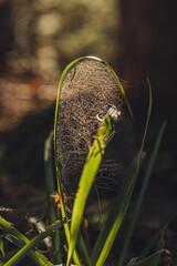 spiderweb on grass in the forest