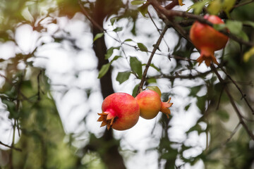 Red ripe pomegranate fruit grows on a pomegranate tree in the garden. Punica granatum fruit, close-up, copy space. Pomegranate makes a delicious juice.