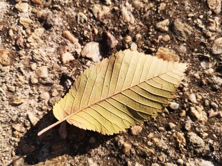 Fallen leaf on the ground