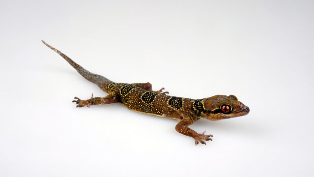 Banded Leaf-toed Gecko // Geb&auml;nderter Halbfingergecko (Hemidactylus fasciatus)