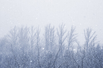 Winter urban frosty landscape - snow covered trees on foggy background