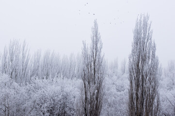 Winter frosty landscape - snow covered trees on foggy background