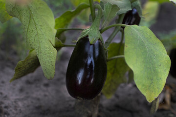 bush of ripe eggplants in the garden