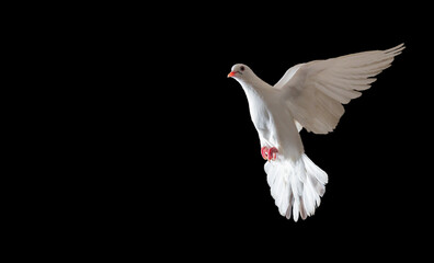 white dove sacred bird flying on black background