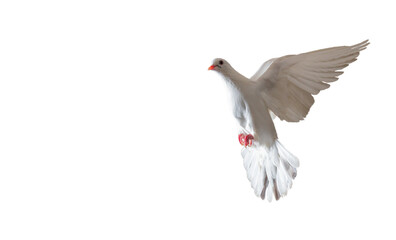 white dove sacred bird flying on white background