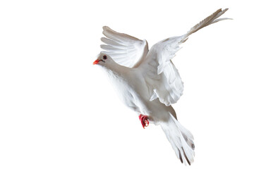 white sacred dove flying on white background