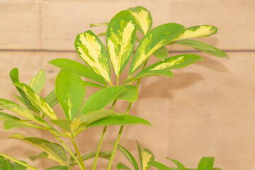Schefflera plant indoor with very beautiful leaves mixed with yellow color close up. How to grow Schefflera at home